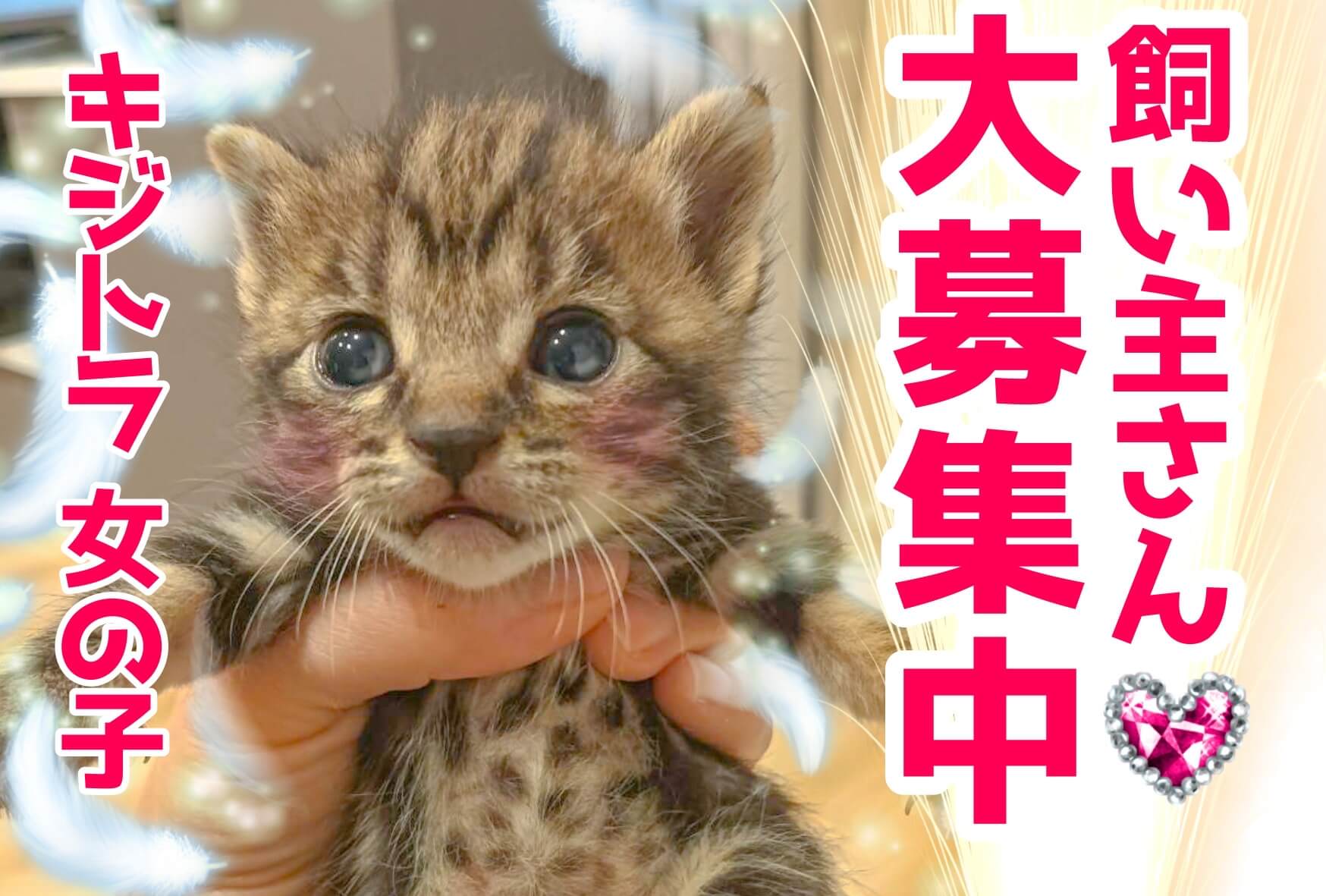 生後1ヶ月のキジトラ赤ちゃん♡