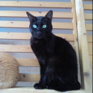 【保護猫】ヤマト推定7歳♂黒猫