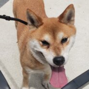 柴犬(アヤちゃん)♀️5歳