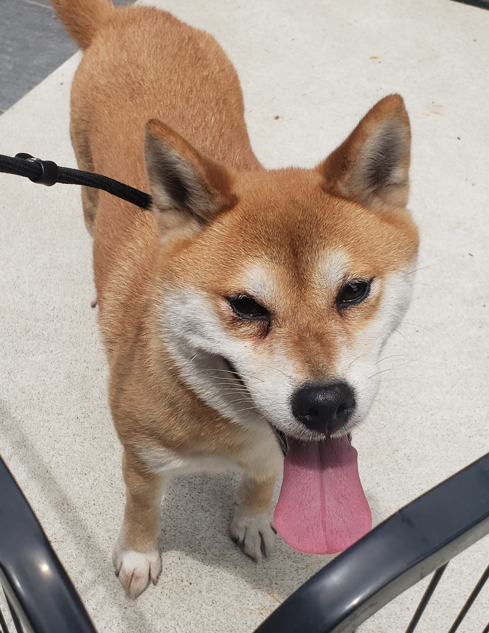 柴犬(アヤちゃん)♀️5歳