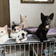 in瀬戸市☆子猫祭り☆保護猫達を暖かいオウチに迎えよう☆2025年6月29日(日)～ 非営利団体「ちーむ にゃいんず」