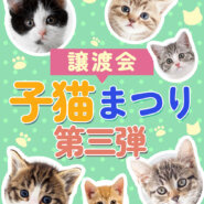 【子猫まつり第3弾】子猫いっぱい譲渡会★みよし市