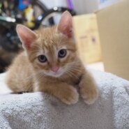 前太郎：兄弟ねこ。２匹一緒に引き取ってくださる方へ