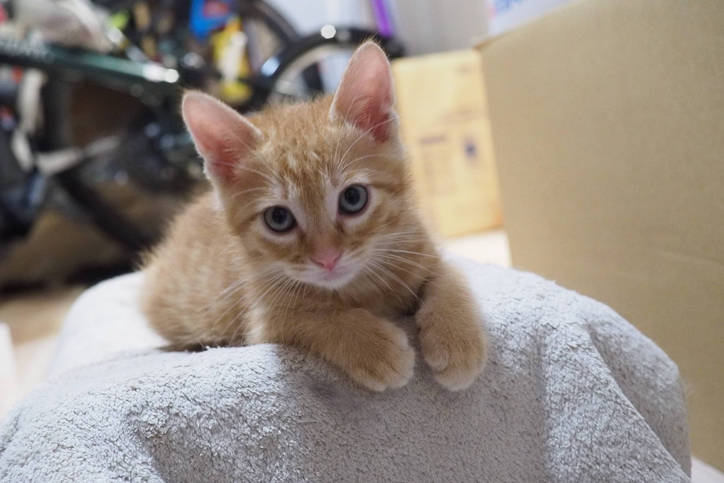 前太郎：兄弟ねこ。２匹一緒に引き取ってくださる方へ