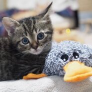 前男：兄弟ねこ。２匹一緒に引き取ってくださる方へ