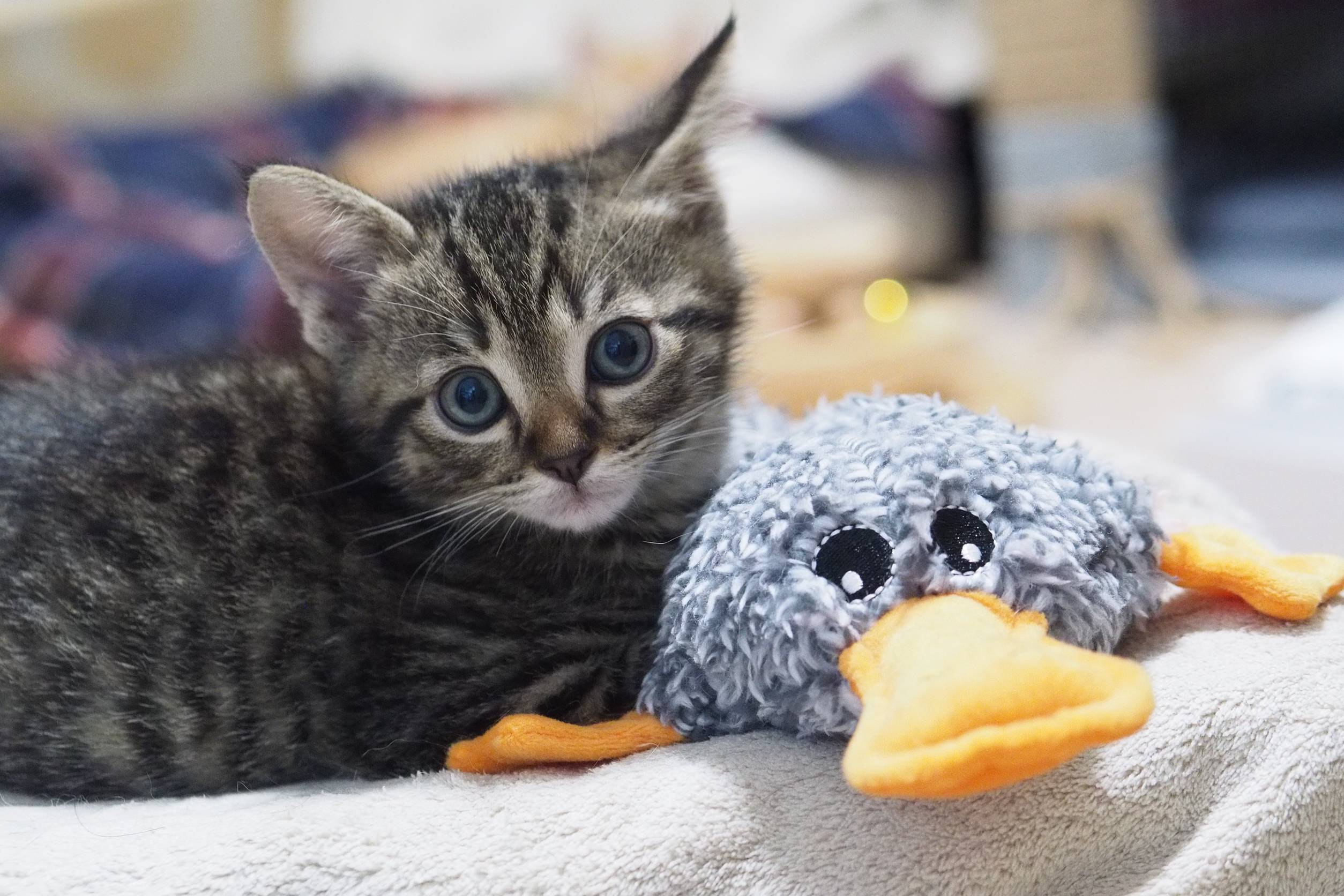 前男：兄弟ねこ。２匹一緒に引き取ってくださる方へ