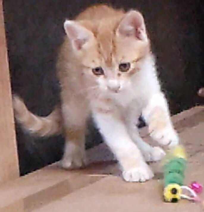 3月28日生まれの子猫2匹