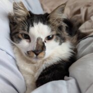 ★7月6日 ★大阪府堺市 猫の里親会参加猫★シュロくん★1歳の男の子