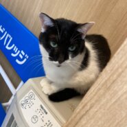 【保護猫】ちか推定4歳♀黒白