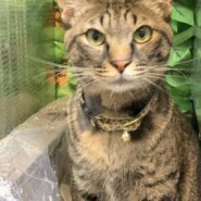 ★7月6日参加猫★長門くん　キジトラ　２歳の男の子★