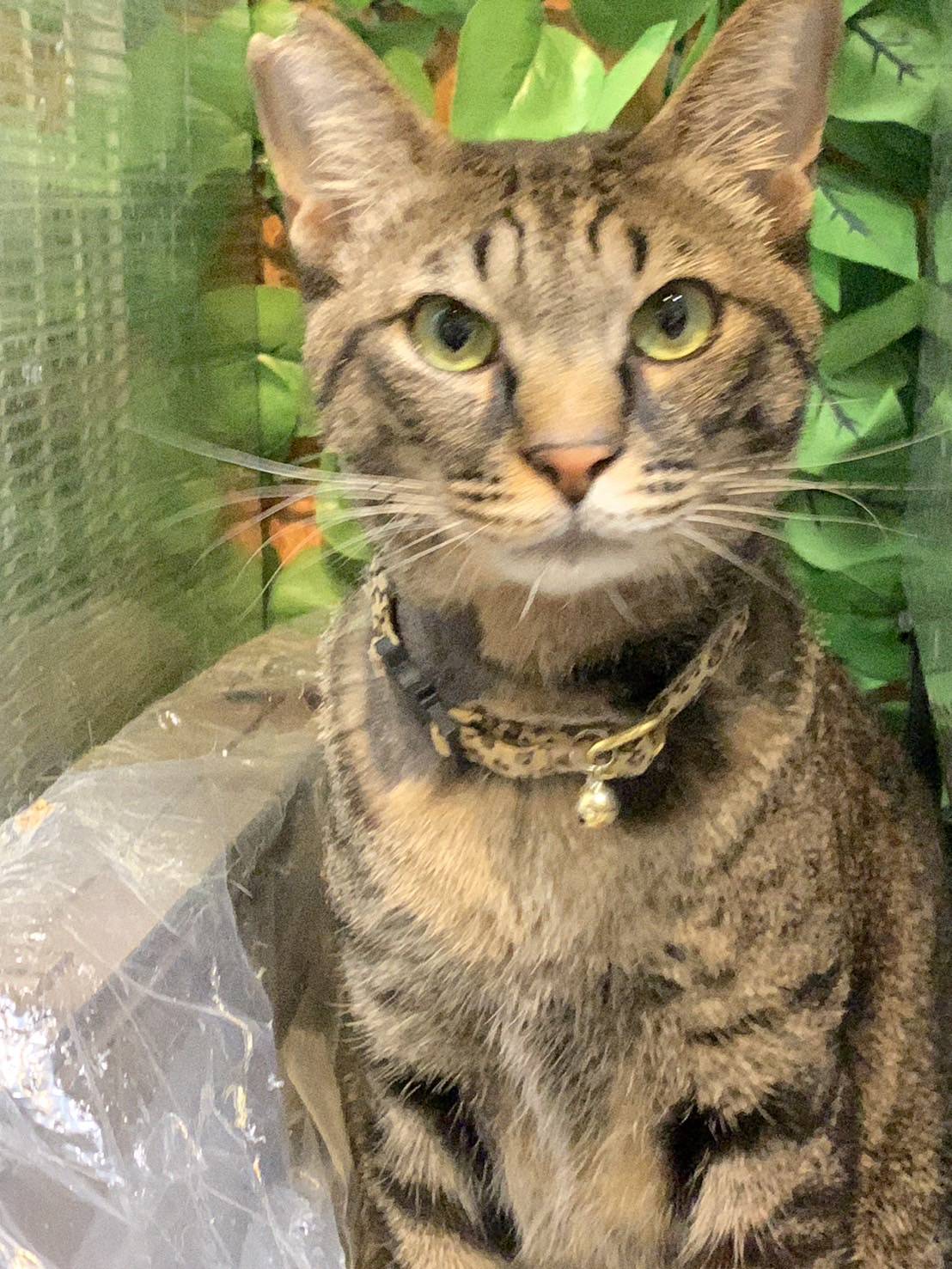 ★7月6日参加猫★長門くん　キジトラ　２歳の男の子★