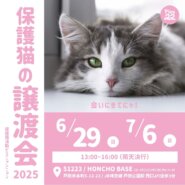 保護猫の譲渡会