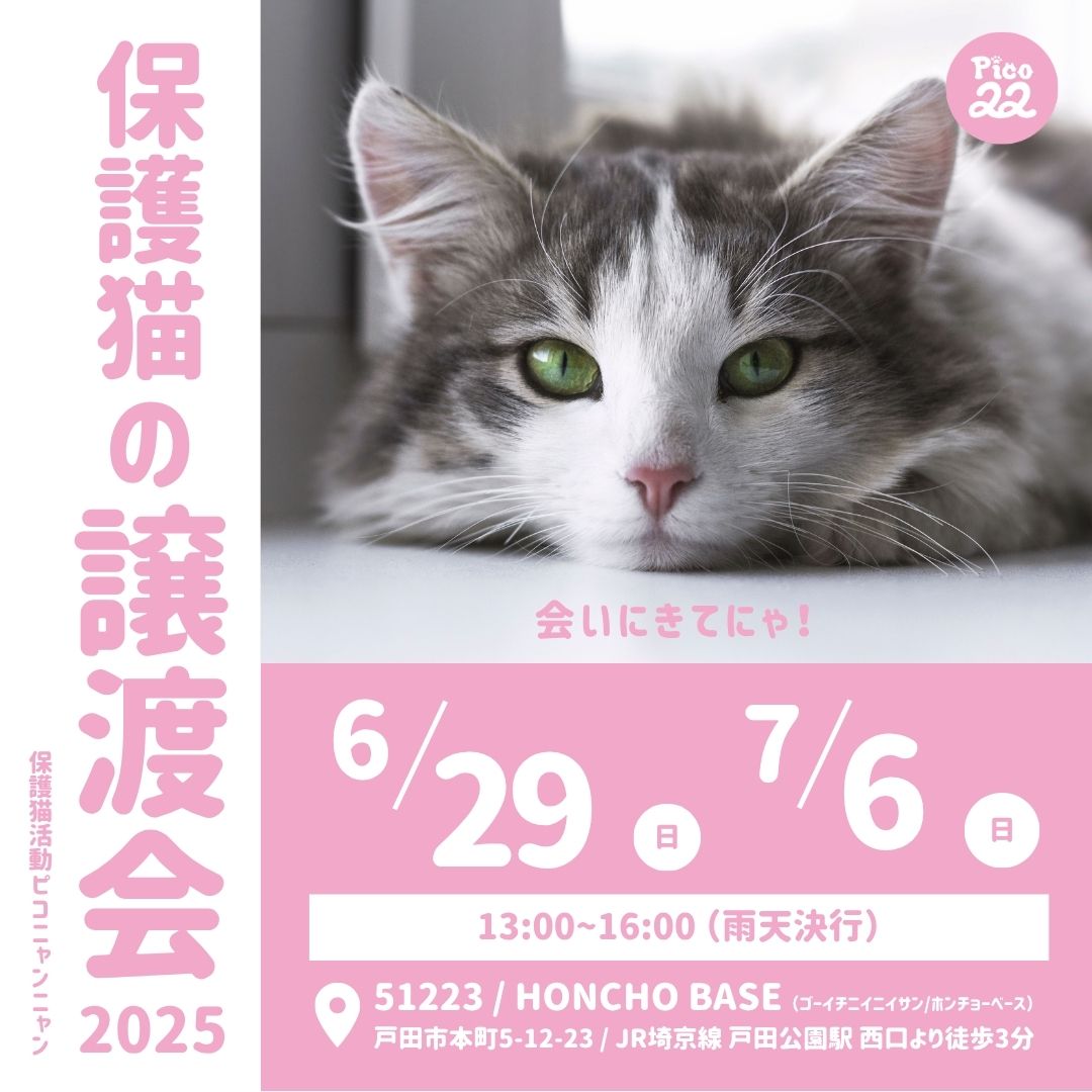 保護猫の譲渡会