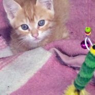生まれて３カ月の2匹の子猫