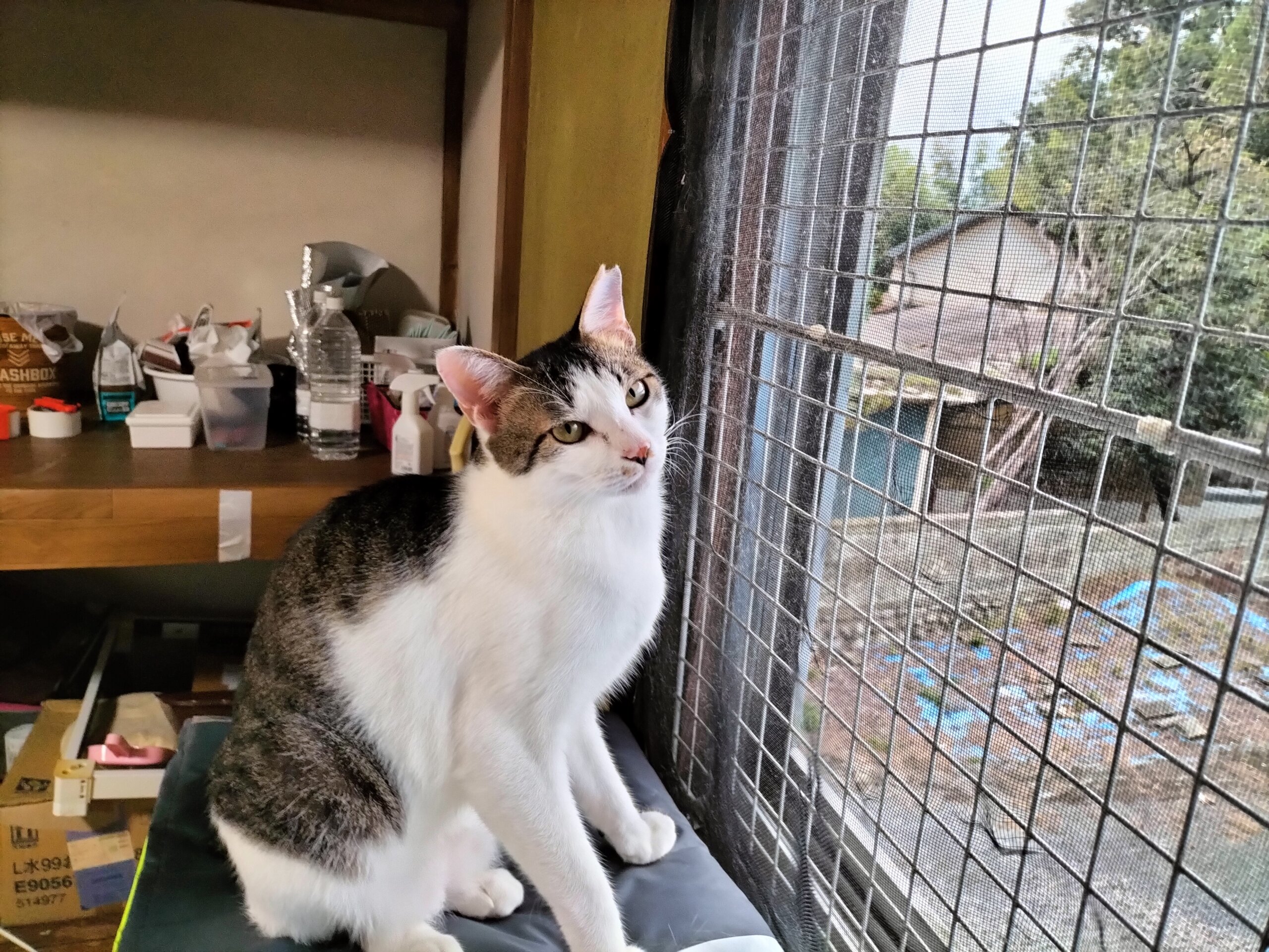 1歳半の男の子