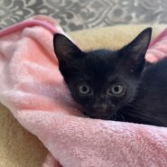 子猫の里親募集　女の子