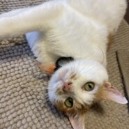 甘えん坊の男の子❤️ご希望の方には飼育具お譲りします