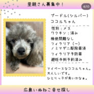 ココルちゃん