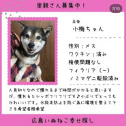 小梅ちゃん