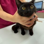 甘えん坊な黒猫サクちゃん！