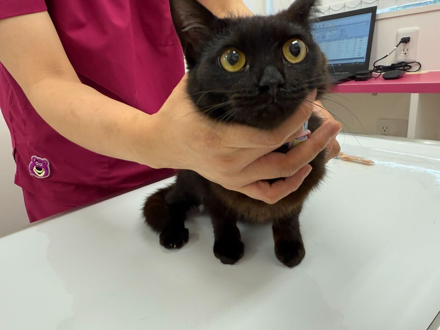 甘えん坊な黒猫サクちゃん！