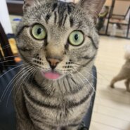 里親様を募集しています！！　10歳くらいのサバトラ男の子🐈‍⬛