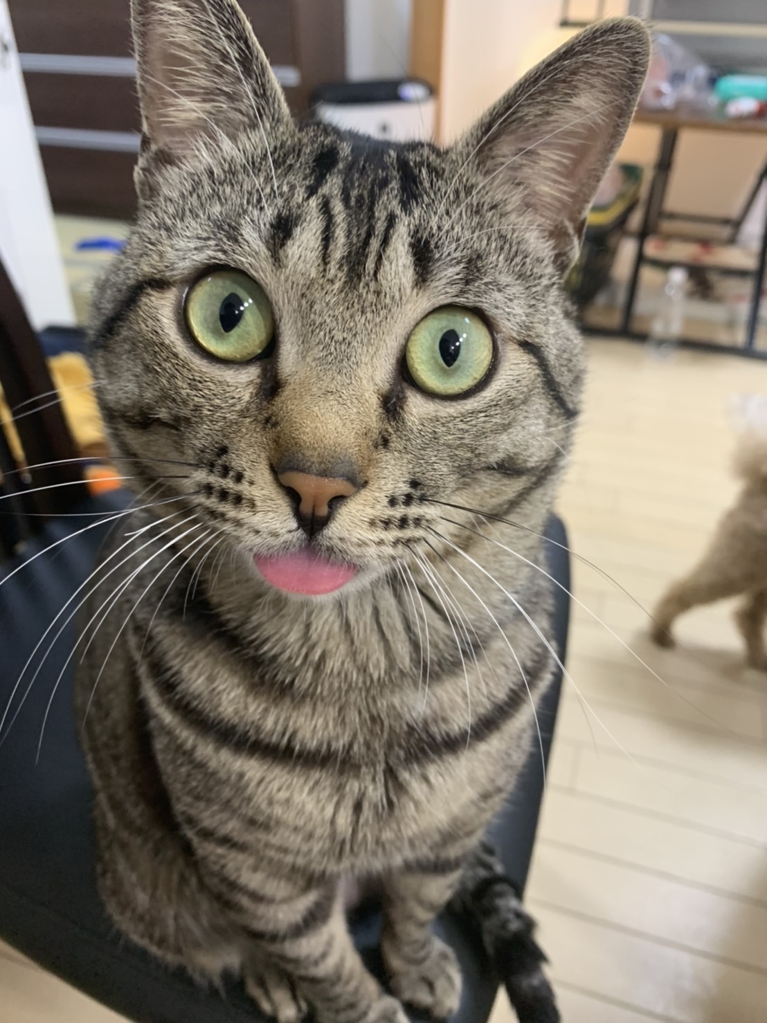 里親様を募集しています！！　10歳くらいのサバトラ男の子🐈‍⬛
