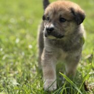 ウルフドッグ、ハスキーのミックス犬！