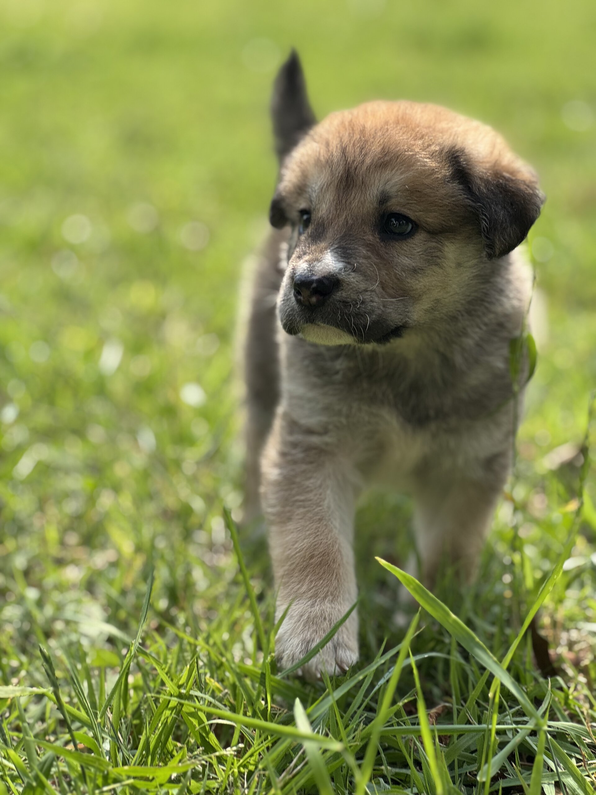 ウルフドッグ、ハスキーのミックス犬！