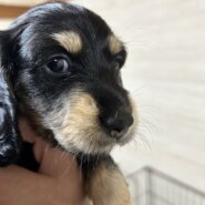 ミニチュアダックス産まれました