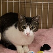 ゆきめ：子猫と2匹で引き取ってくださる方へ