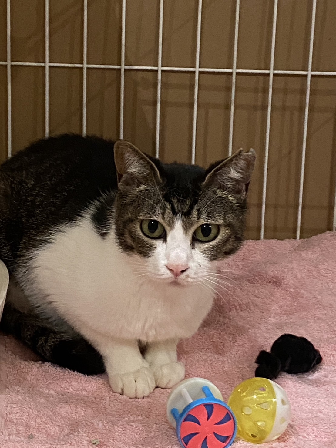 ゆきめ：子猫と2匹で引き取ってくださる方へ