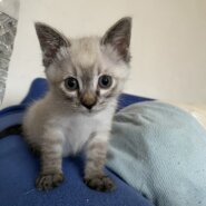 みるく：母猫と2匹で引き取ってくださる方へ