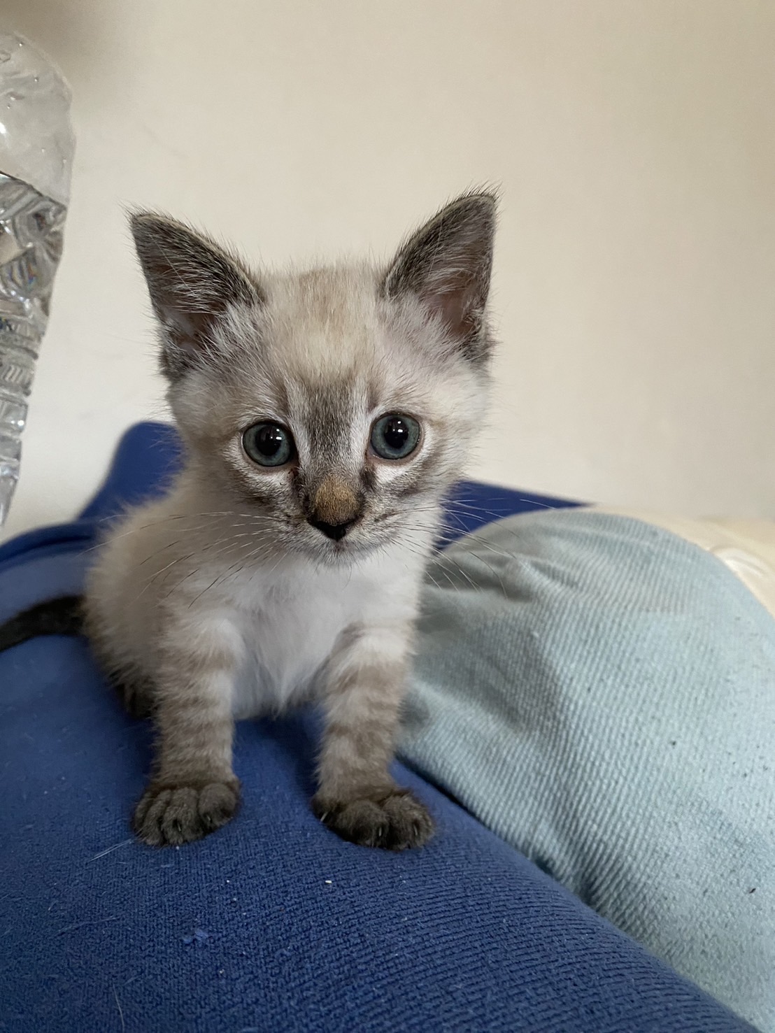 みるく：母猫と2匹で引き取ってくださる方へ