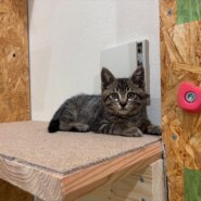 こつぶ：一人で生きてきた子猫