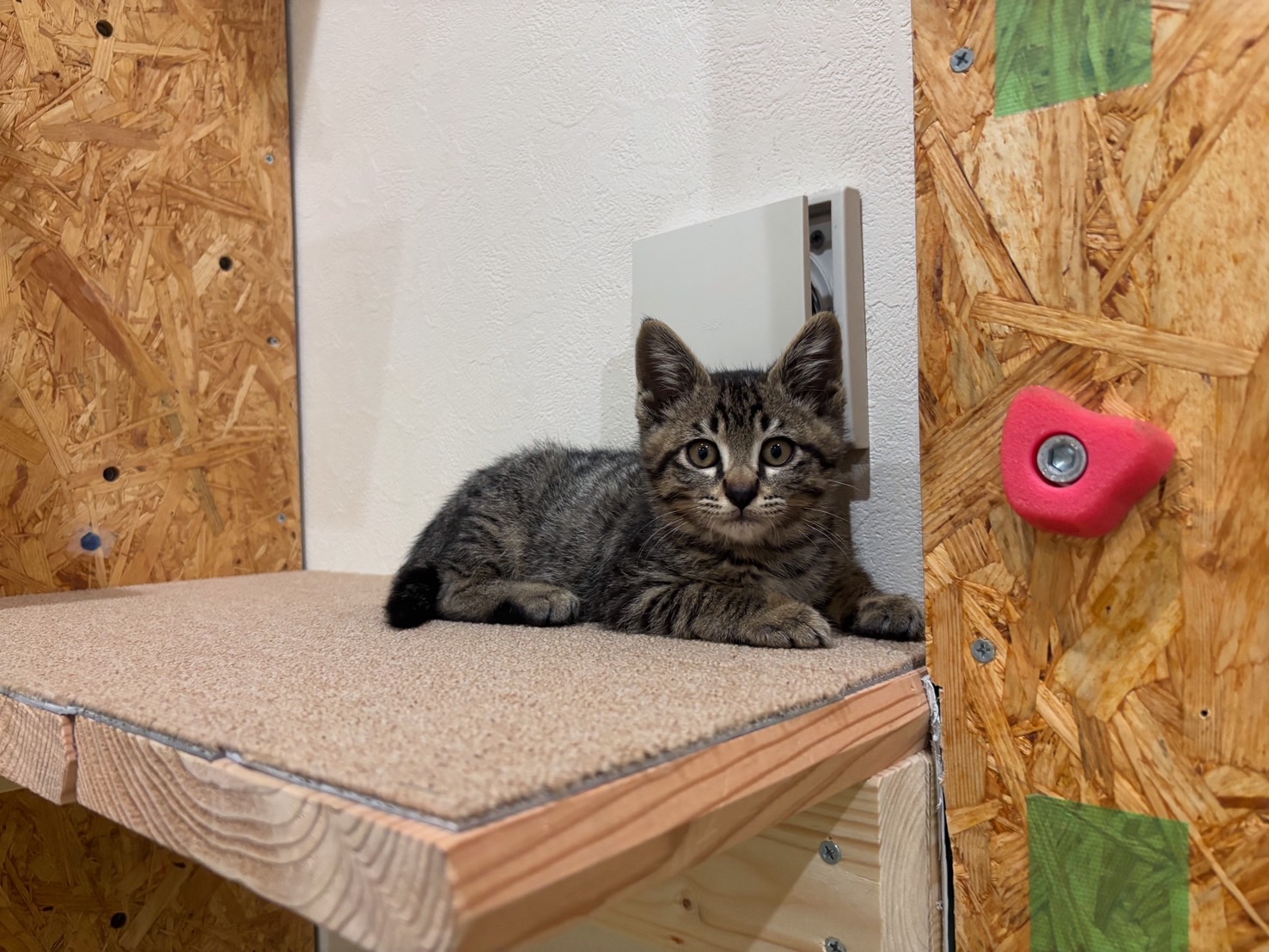 こつぶ：一人で生きてきた子猫