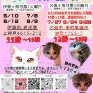 猫の里親会in名張❣️