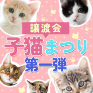 子猫まつり第一弾★みよし市