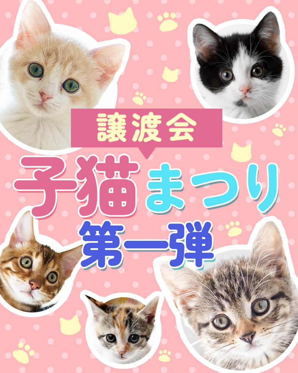 子猫まつり第一弾★みよし市