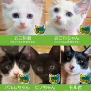 【子猫まつり第3弾】25匹の譲渡会★みよし市