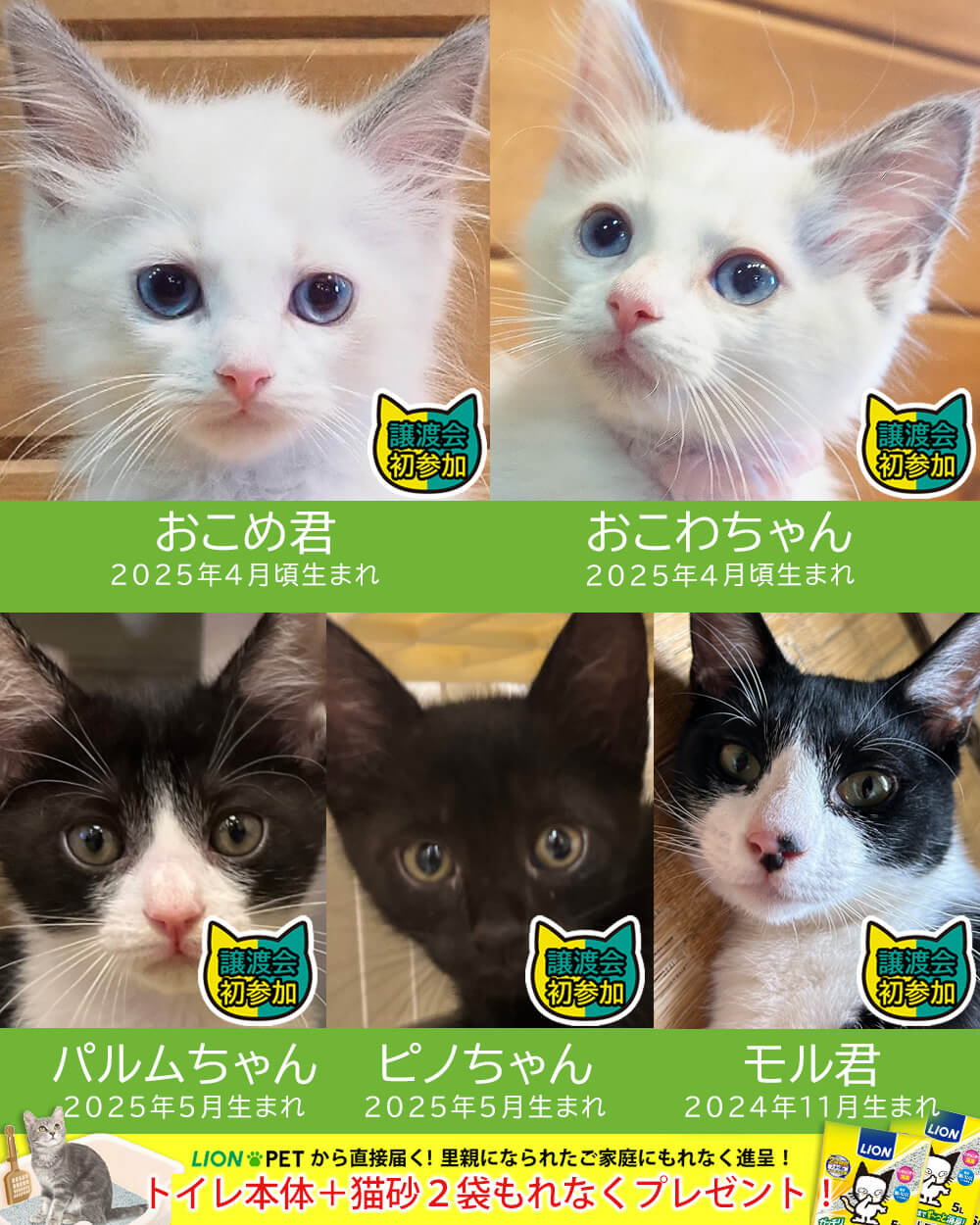 【子猫まつり第3弾】27匹の譲渡会★みよし市