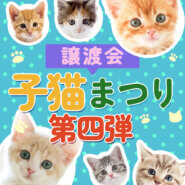 【子猫まつり第4弾】ちびねこ20匹くらい★みよし市