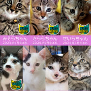 【子猫まつり】子猫25匹含む30匹★みよし市