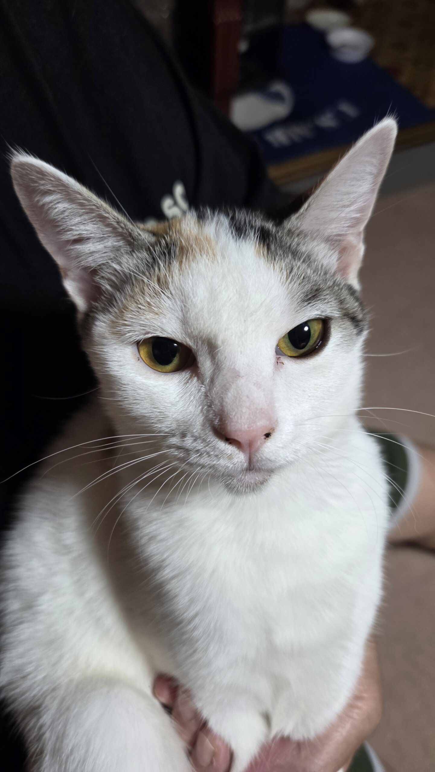 美人三毛猫うめちゃん