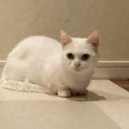 マンチカンの女の子♀️ミユちゃん3歳