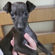 MIX犬の男の子♂️ホルンくん