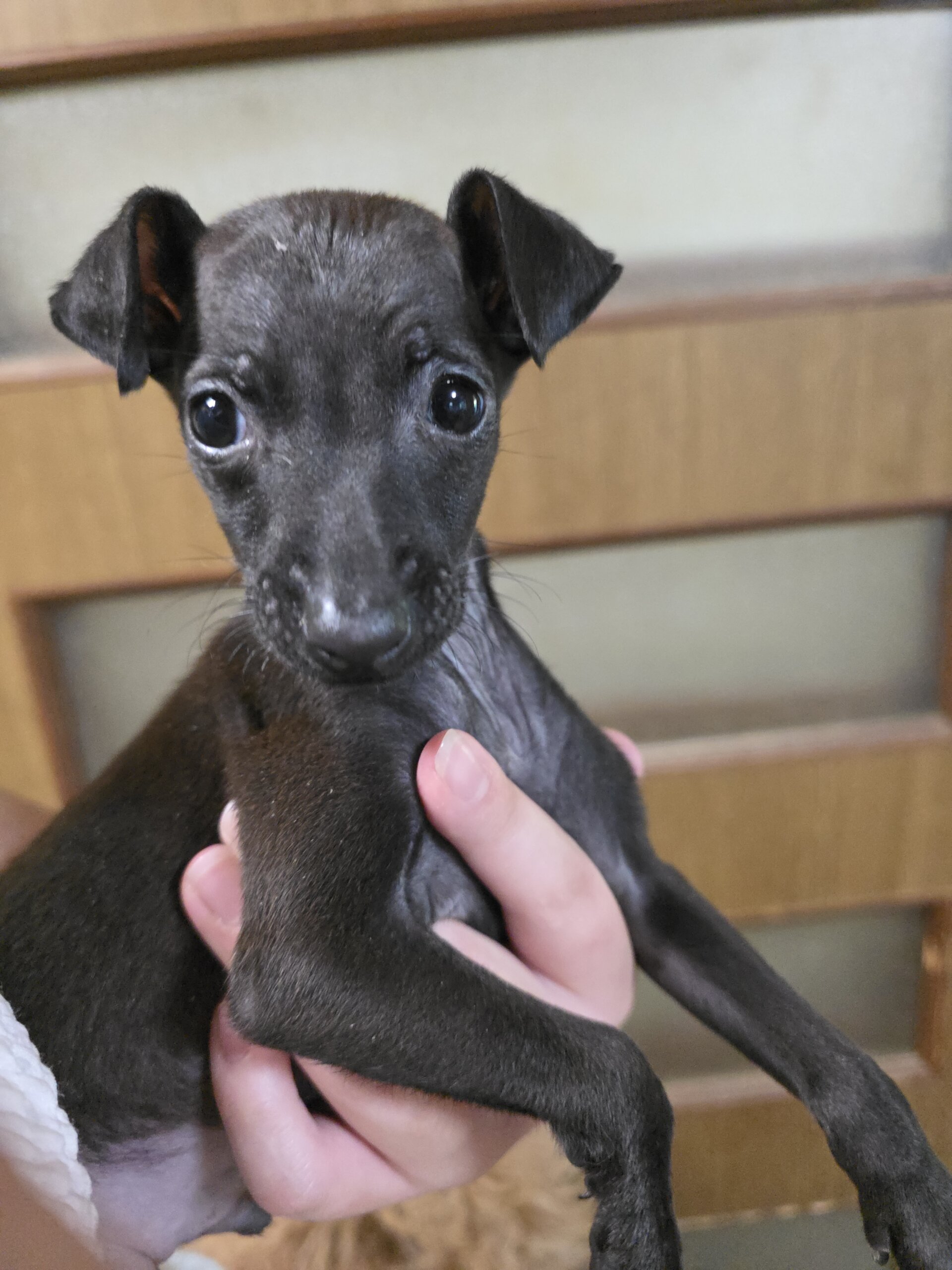 MIX犬の男の子♂️ホルンくん