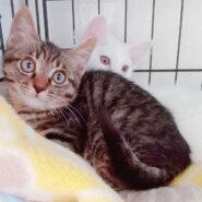 ⭐️8月3日参加猫⭐️ミッキー⭐️3ヶ月の男の子