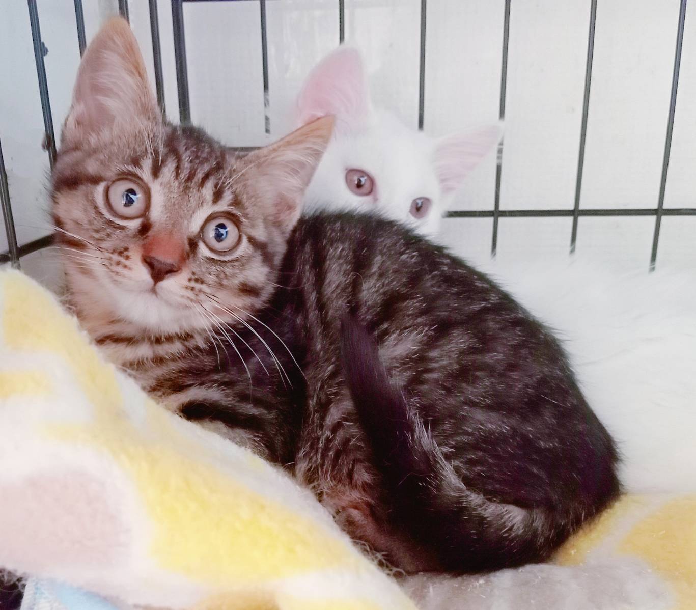 ⭐️8月3日参加猫⭐️ミッキー⭐️3ヶ月の男の子