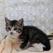 ⭐️8月3日参加猫⭐️ハラミ⭐️3ヶ月の女の子